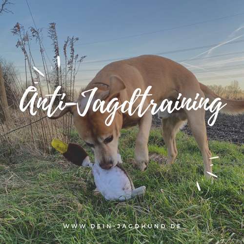 Hundeauslaufgebiet-Dein Jagdhund - Hundehaltercoaching-Bild