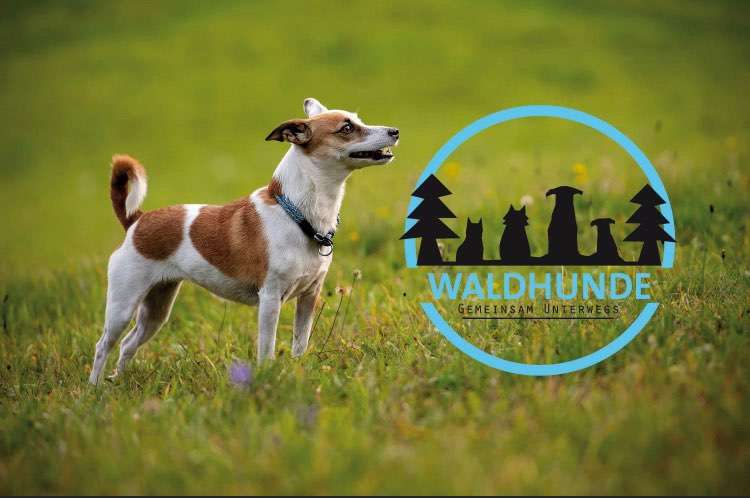 Hundeauslaufgebiet-Waldhunde gemeinsam unterwegs-Bild