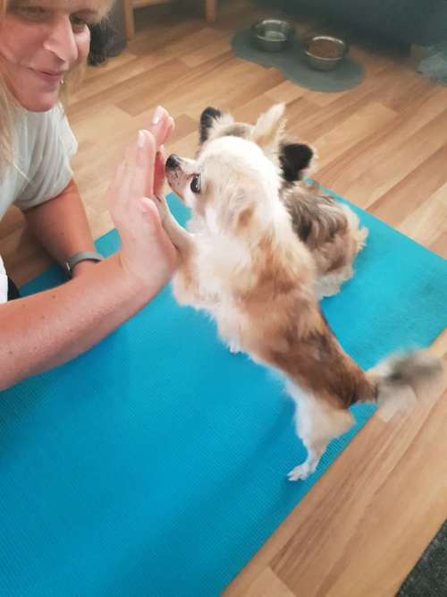 Hundeauslaufgebiet-Tierphysiotherapie Hilari für Hund und Pferd, Susanne Lieckfeldt-Bild