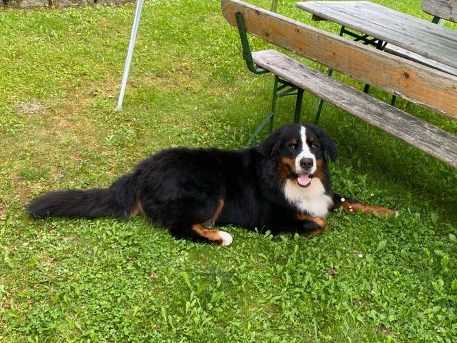 Hundeauslaufgebiet-Hundesalon Fluffy-Bild