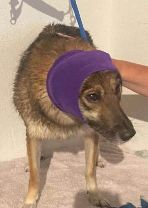 Hundeauslaufgebiet-Hundesalon Fluffy-Bild