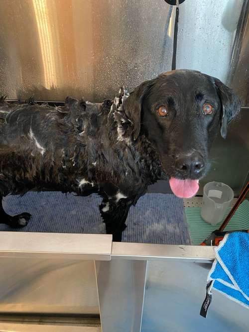 Hundeauslaufgebiet-Hundesalon Fluffy-Bild