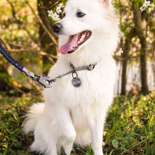 Hundeauslaufgebiet-The Malero-Bild