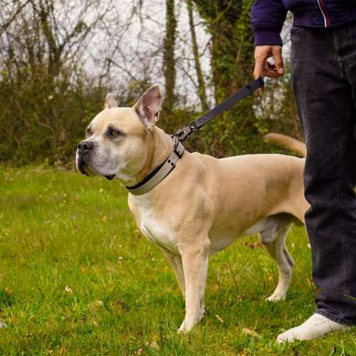 Hundeauslaufgebiet-The Malero-Bild