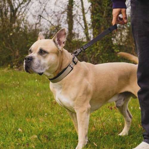 Hundeauslaufgebiet-The Malero-Bild