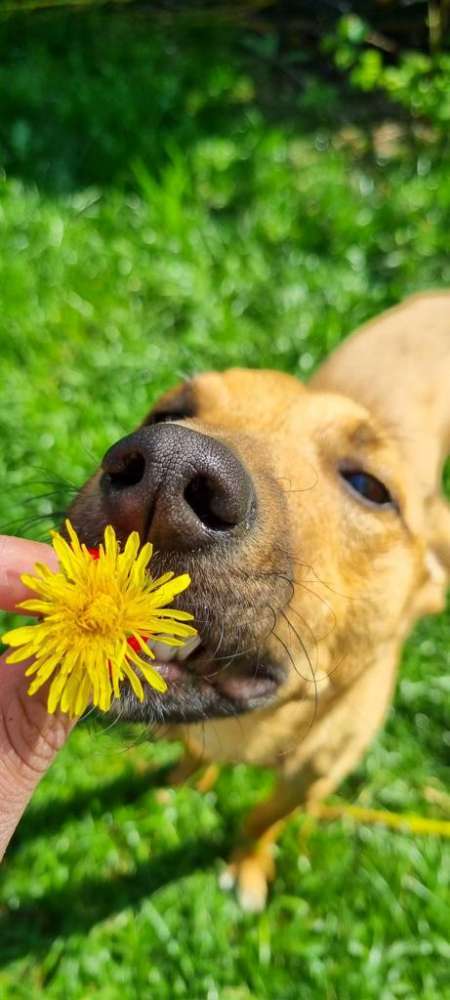 Hundeauslaufgebiet-Pawnutri Tierernährungsberatung-Bild