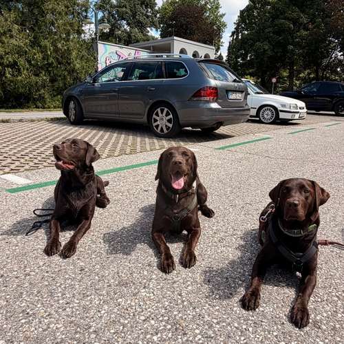 Hundeauslaufgebiet-TaschaDOGS Hundetraining-Bild