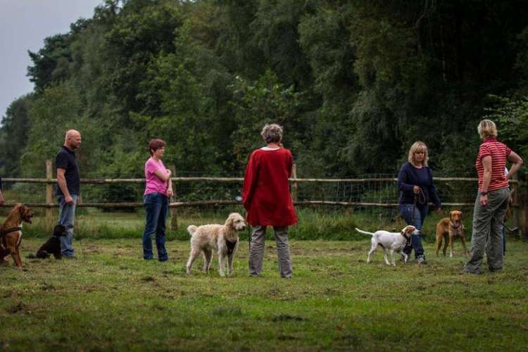 Hundeauslaufgebiet-CaroBraun - Hundeschule & Hundetraining - Dialog zwischen Mensch und Tier-Bild