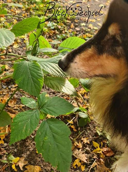 Hundeauslaufgebiet-Blickwechsel - Carmen Niedziella -Bild
