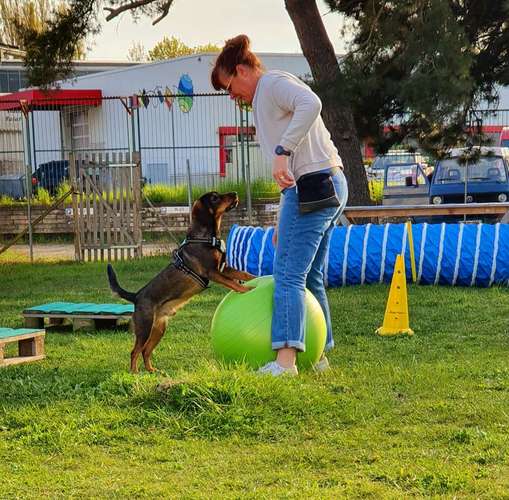 Hundeauslaufgebiet-Hundeschule Ostseepfoten-Bild