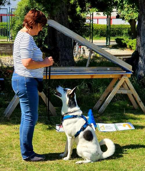 Hundeauslaufgebiet-Hundeschule Ostseepfoten-Bild