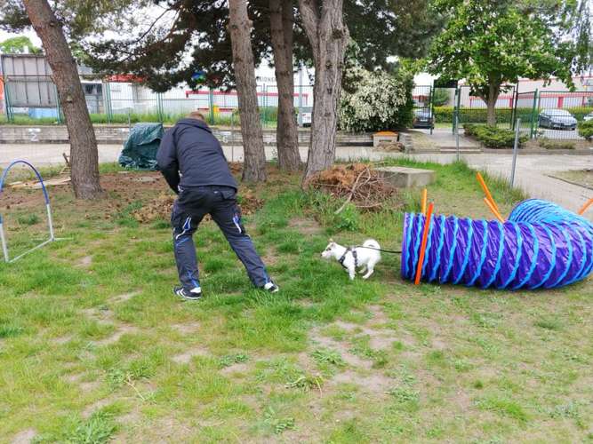 Hundeauslaufgebiet-Hundeschule Ostseepfoten-Bild