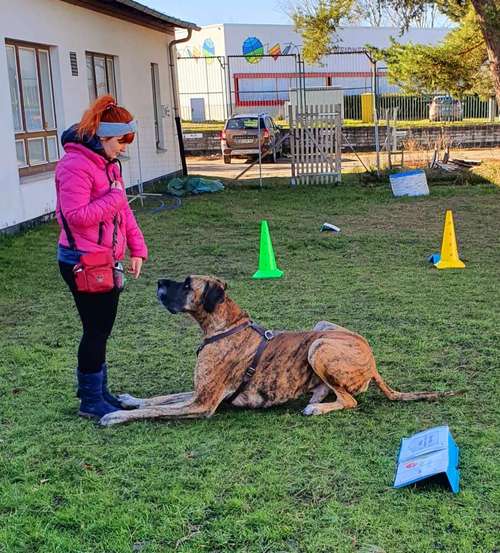 Hundeauslaufgebiet-Hundeschule Ostseepfoten-Bild