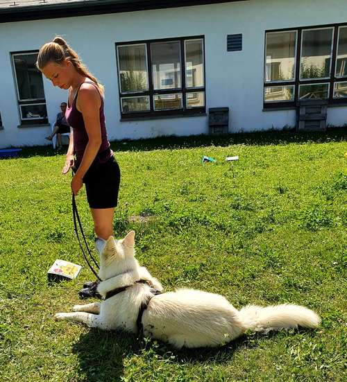 Hundeauslaufgebiet-Hundeschule Ostseepfoten-Bild