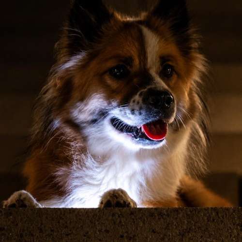 Hundeauslaufgebiet-Klabacher.Studio-Bild