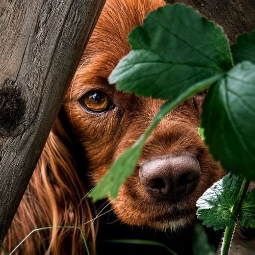 Hundeauslaufgebiet-Klabacher.Studio-Bild
