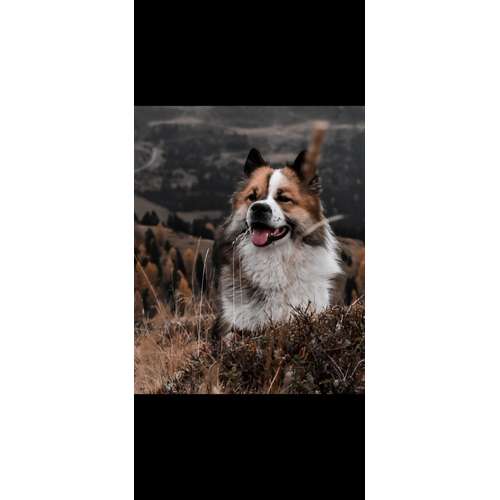 Hundeauslaufgebiet-Klabacher.Studio-Bild