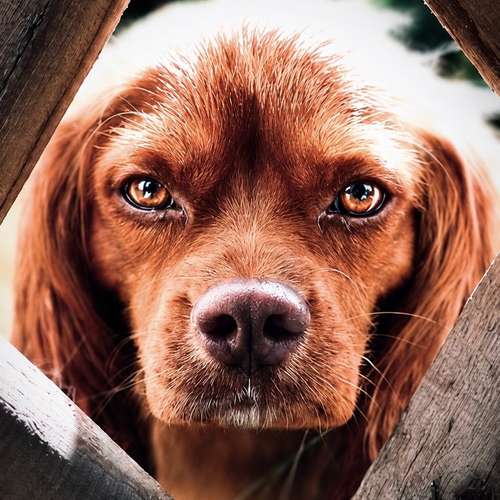 Hundeauslaufgebiet-Klabacher.Studio-Bild