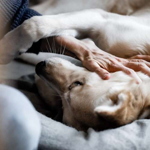 Hundeauslaufgebiet-Klabacher.Studio-Bild
