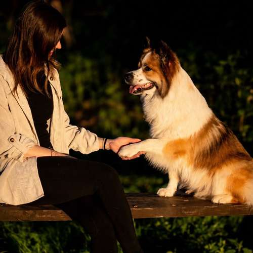 Hundeauslaufgebiet-Klabacher.Studio-Bild