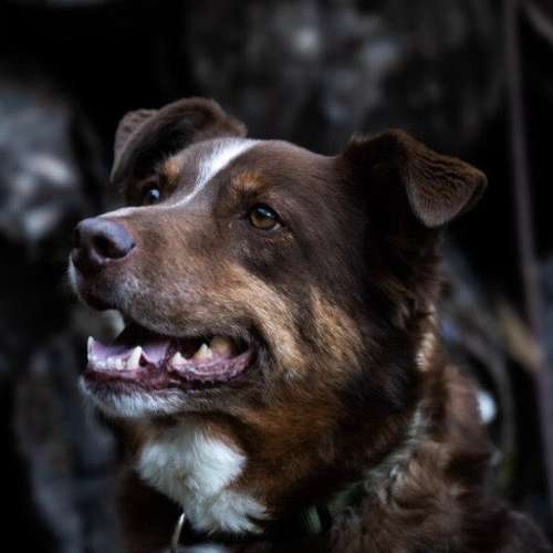 Hundeauslaufgebiet-Klabacher.Studio-Bild