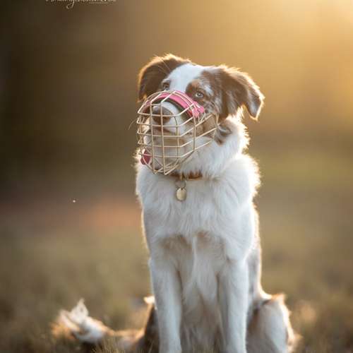 Hundeauslaufgebiet-Hundeschule Pfalzfelle-Bild
