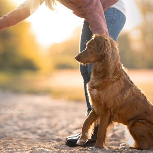 Hundeauslaufgebiet-Hundeschule Pfalzfelle-Bild