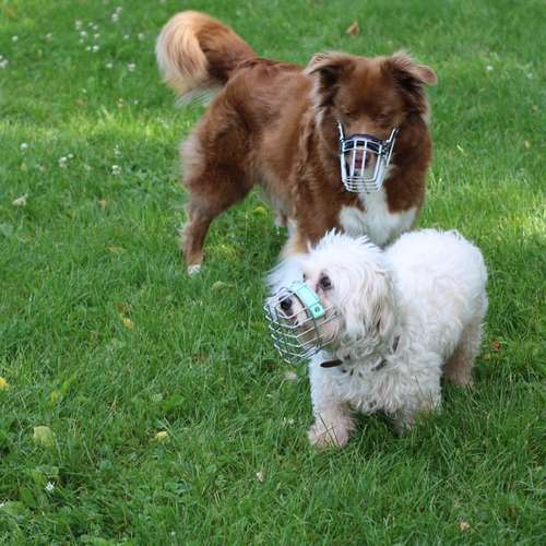 Hundeauslaufgebiet-Hundeschule Pfalzfelle-Bild