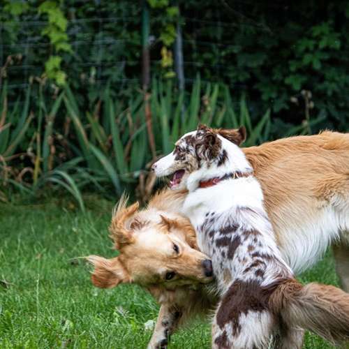 Hundeauslaufgebiet-Hundeschule Pfalzfelle-Bild