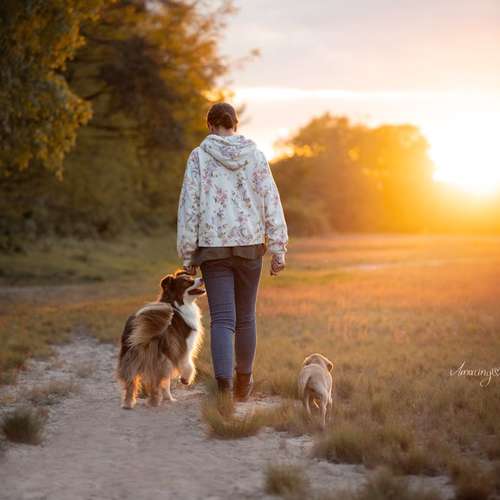 Hundeauslaufgebiet-Hundeschule Pfalzfelle-Bild