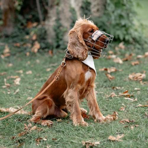 Hundeauslaufgebiet-Hundeschule Pfalzfelle-Bild