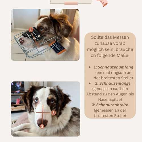 Hundeauslaufgebiet-Hundeschule Pfalzfelle-Bild