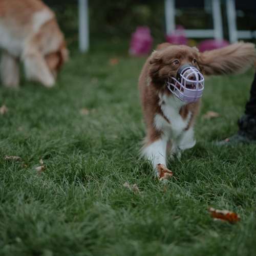 Hundeauslaufgebiet-Hundeschule Pfalzfelle-Bild