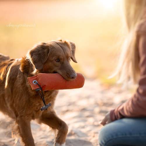 Hundeauslaufgebiet-Hundeschule Pfalzfelle-Bild