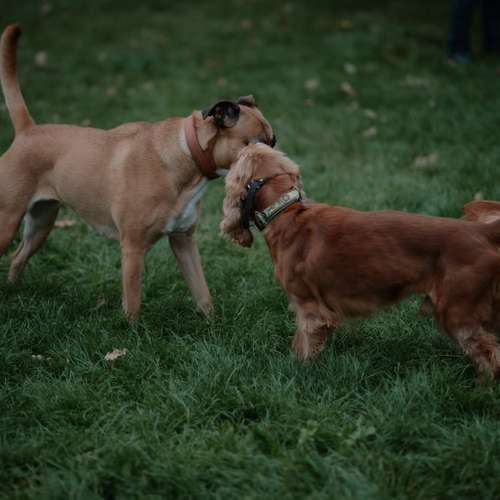 Hundeauslaufgebiet-Hundeschule Pfalzfelle-Bild