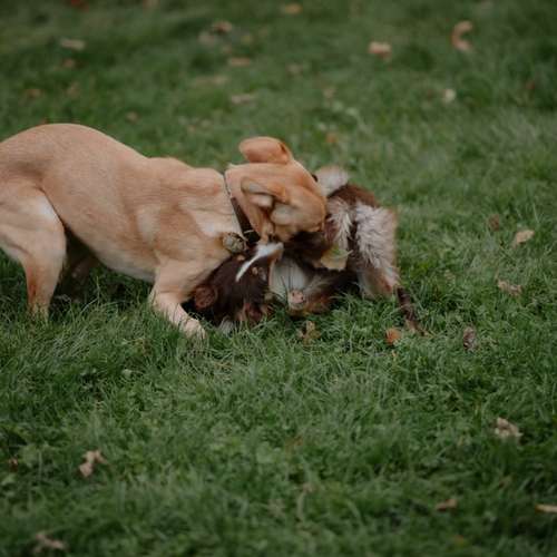 Hundeauslaufgebiet-Hundeschule Pfalzfelle-Bild