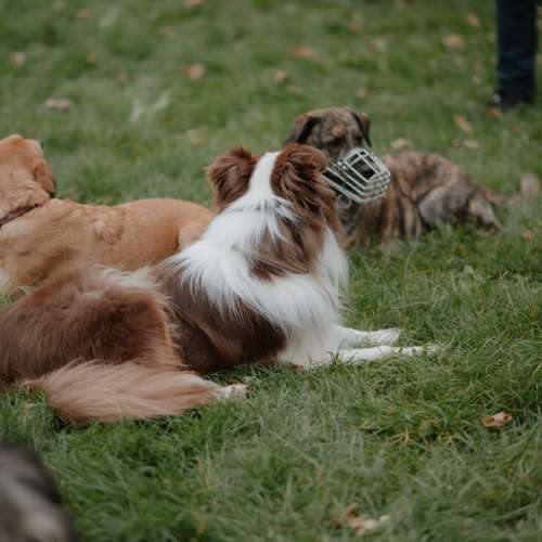 Hundeauslaufgebiet-Hundeschule Pfalzfelle-Bild