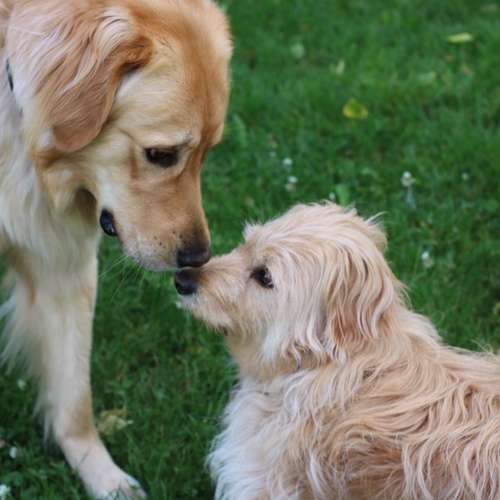 Hundeauslaufgebiet-Hundeschule Pfalzfelle-Bild