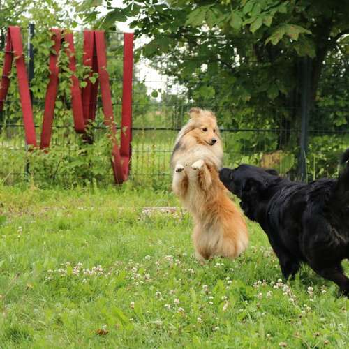 Hundeauslaufgebiet-Hundeschule Pfalzfelle-Bild