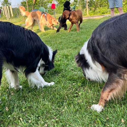 Hundeauslaufgebiet-Hundeschule Pfalzfelle-Bild