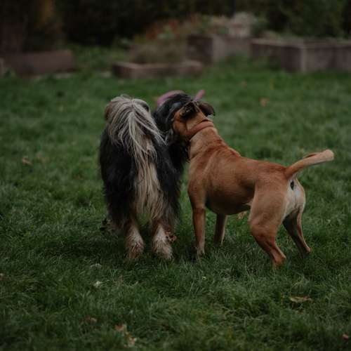 Hundeauslaufgebiet-Hundeschule Pfalzfelle-Bild