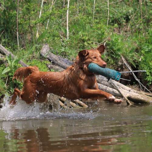 Hundeauslaufgebiet-Hundeschule Pfalzfelle-Bild