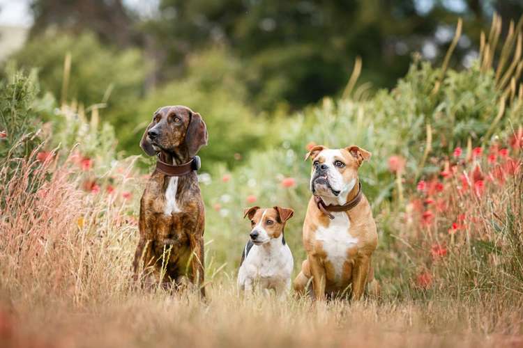 Hundeauslaufgebiet-Alltagswölfe GbR-Bild