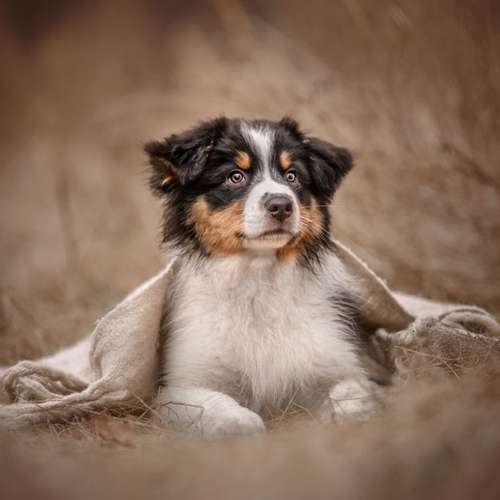 Hundeauslaufgebiet-Alltagswölfe GbR-Bild