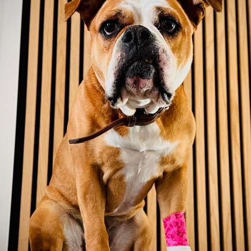 Hundeauslaufgebiet-Alltagswölfe GbR-Bild