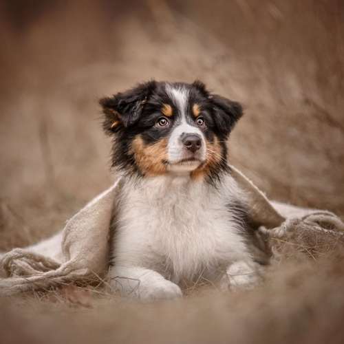 Hundeauslaufgebiet-Alltagswölfe GbR-Bild