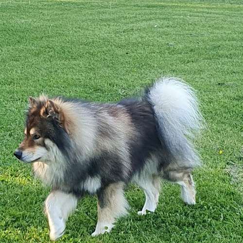 Hundeauslaufgebiet-Hundeschule & Spielplatz Liane Vogel-Bild