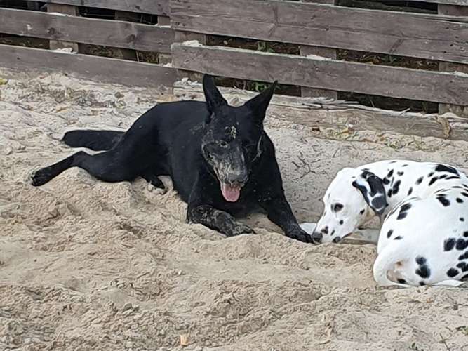 Hundeauslaufgebiet-Hundeschule & Hundespielplatz Vogel-Bild