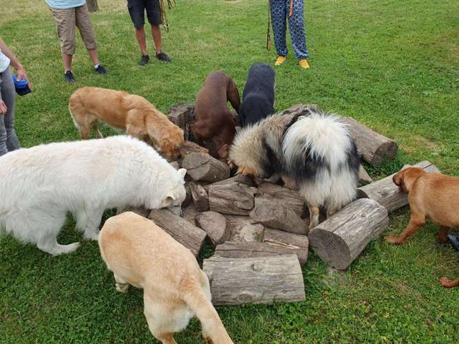 Hundeauslaufgebiet-Hundeschule & Hundespielplatz Vogel-Bild