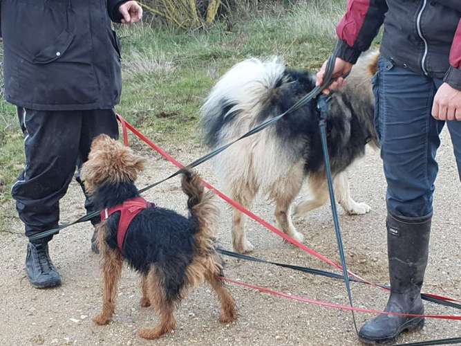 Hundeauslaufgebiet-Hundeschule & Hundespielplatz Vogel-Bild